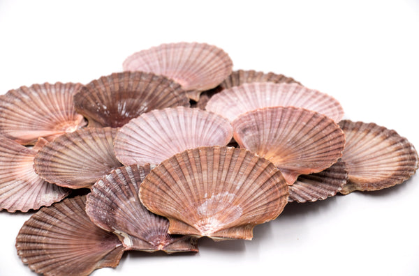 Purple, Pink and Brown Flat Scallop Shells - Pack 20